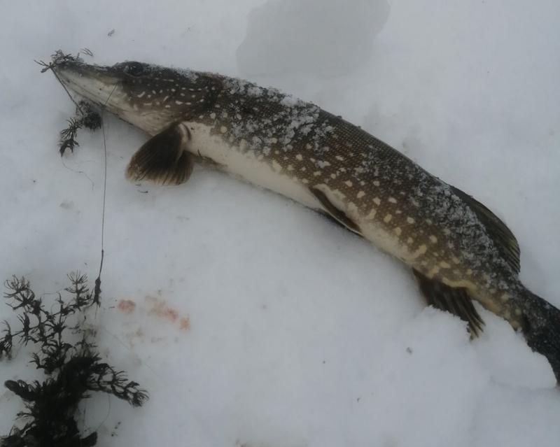 �����, �������! ���, ��������...� ������ ������� ����� ������� �� ���� ��������� ������� � ���� ����� �� �����