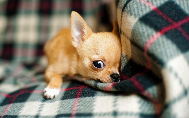 ��������� ��������, ������ ������ �� ���� ��������� �����