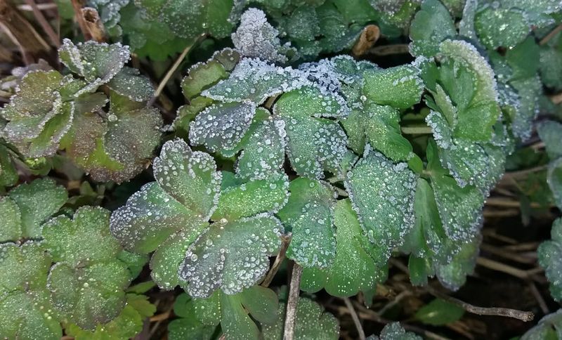 ����� ������, ����������� �����: ����� � ������� ������ �����