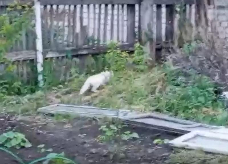 � ���� ��� �������� ������� ���������� ����� ���� �����