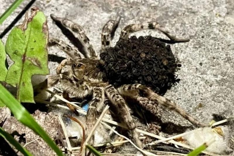 � ��������� ������� ��������� �������� �������� ��������