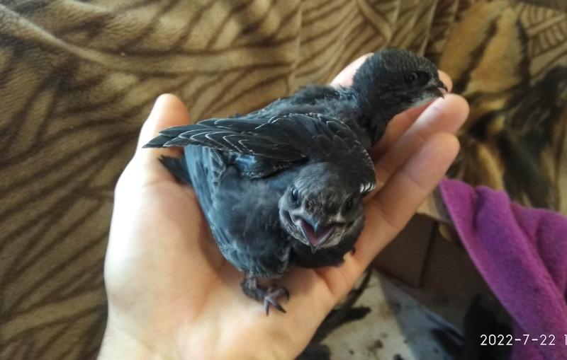 �����-��-������ ������� �� �������: ������������ � ������ ��������� ������, ��� ������ � ��� ����������