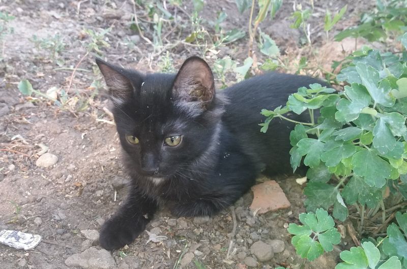 ����������� ������������ ������ ������ �� �������: ������ ���������� �� ������ ������ ������� ����� �������