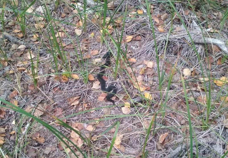 ��������� ������ ����������� �� ����� �������� � �� ������ ��������