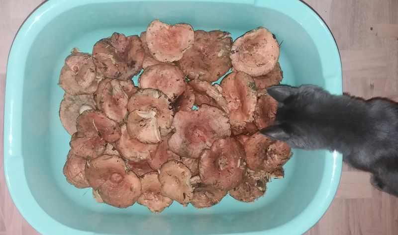 ���������� �����������: � ��� �� �������� ������� �� ������ �������� ������������ �������