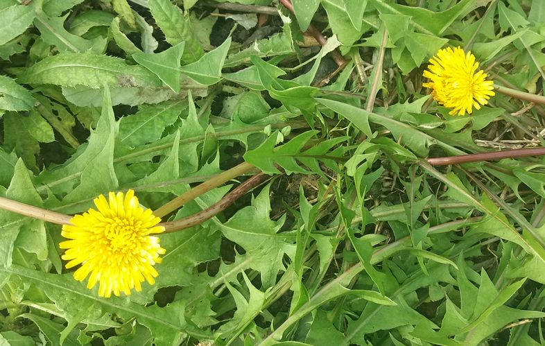 ������� ������ �������� ���������� ��� �� �������� - ���� ������