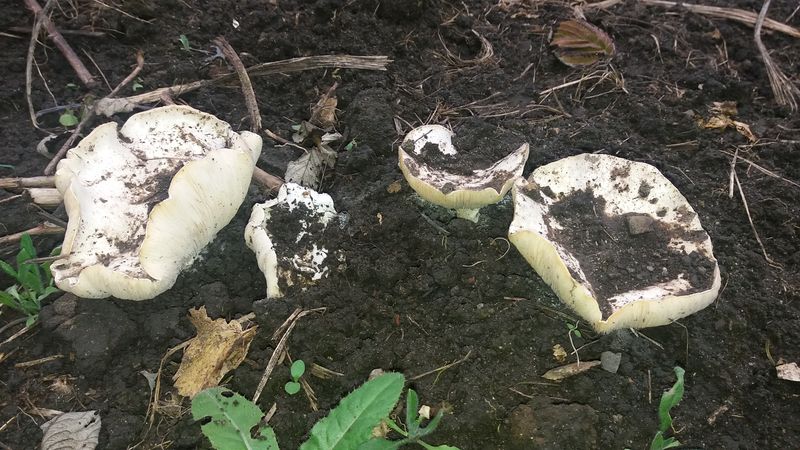 ����� ���� �� ���� �����, ������ ������� ������� �������: ������� ��� ����� ������������� ��������� ������� ���