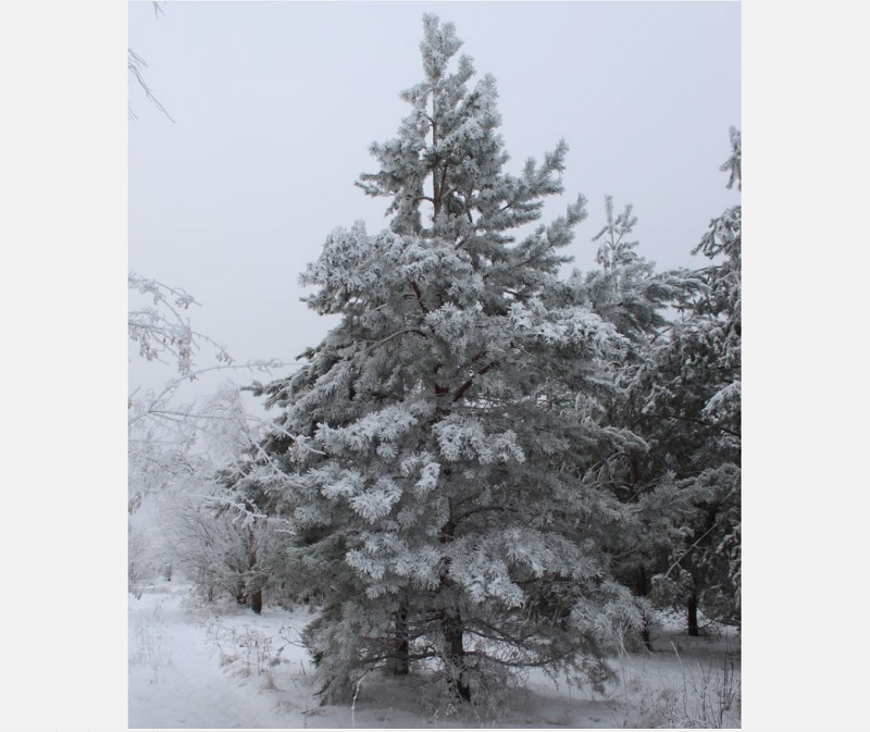 � ������� ������ ������� �����: ��� ������ ������� ���������