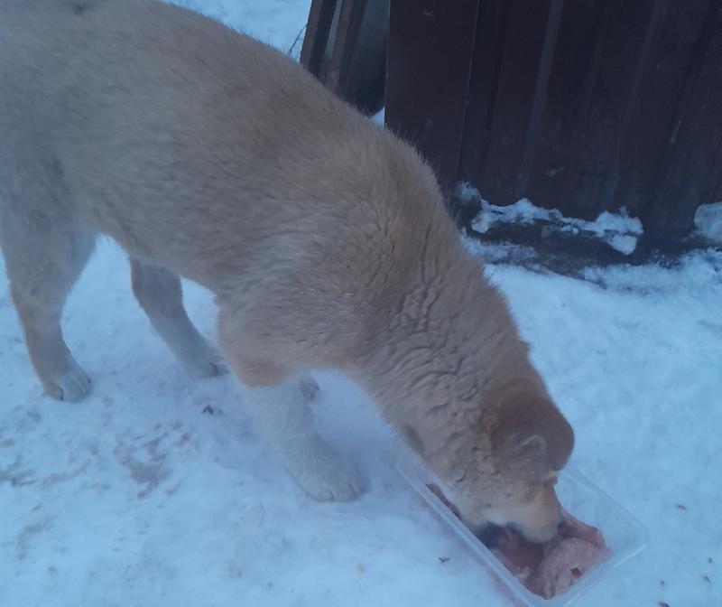 ����-�� ����������: ���� �� ������� ����� ������� ����������� ����� �����