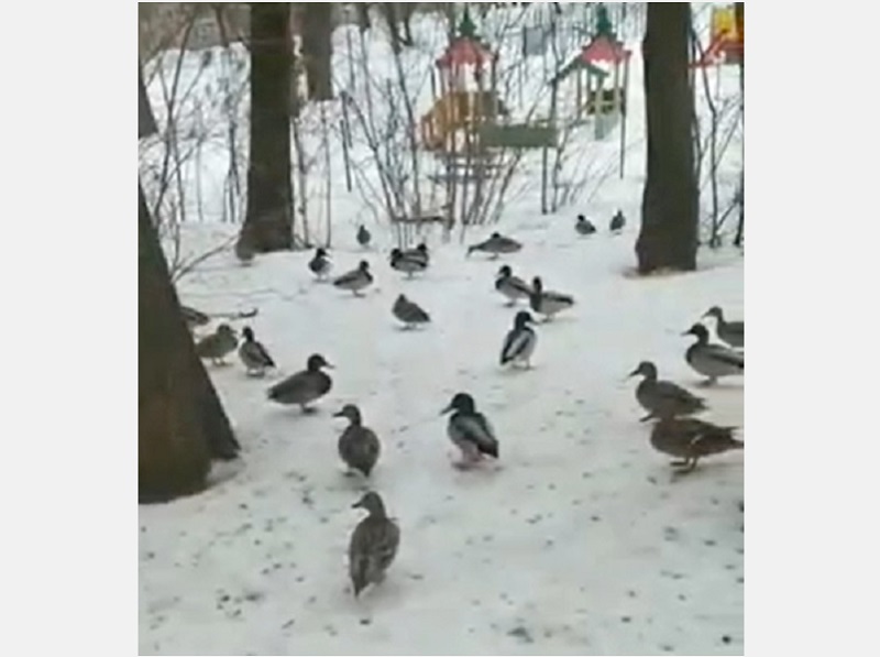 ���� ���� ��������� ����� ����� ������� �������� - ������� ��������� �������� �������������