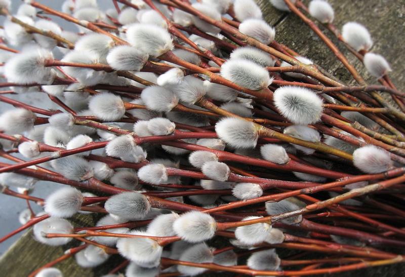 ���� ��������� � ��������� ��� ������� ����������� - �������� ��������� � ������ ������ �����