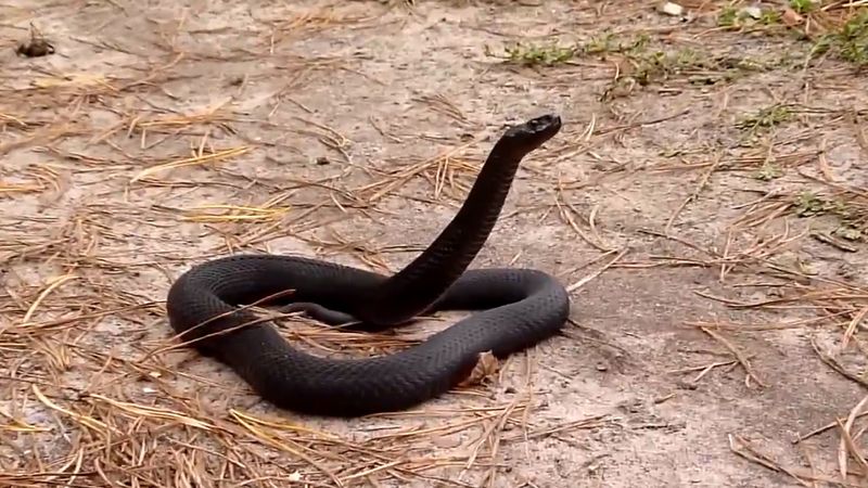 � ��������� ������� ���������� ��������� ������ - ���������� ������������� � ������ ������� �����������