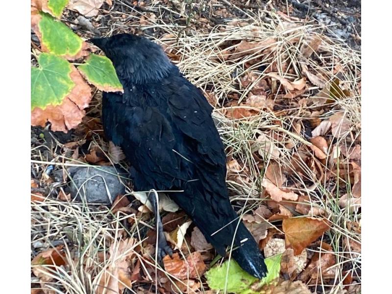 ������� � ������� ������ ������ �������� � �������� �� ������ �������, ������� ��������� � ������� ���������