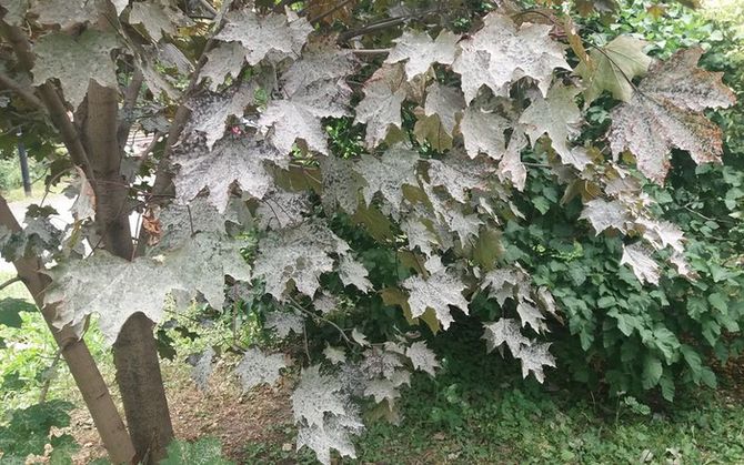 � ���������� ����� �������� �������, � �� ������� �������� - ������� ��� ����������