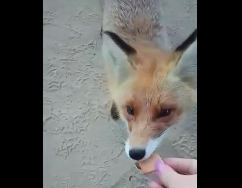 ���������� ����������� ����������� ��������� ��������� ��� - � ������ ���� �� ����� �������