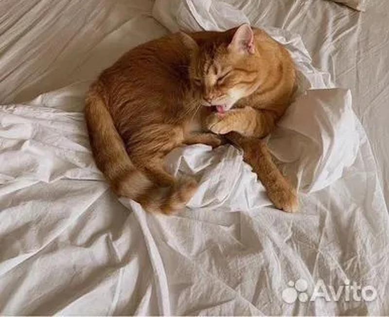 ������� ������ ���� ������� ��� �����: ������� �������, ��� ��� �������� ���������