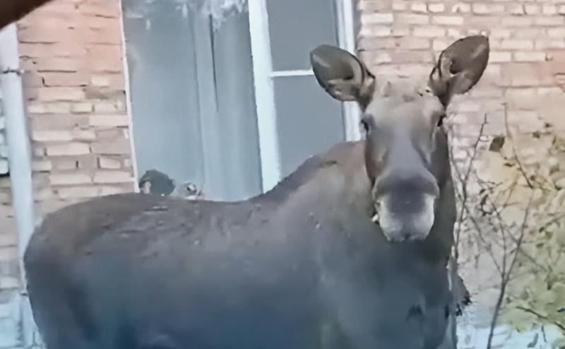 � ��������� ������� ����� ����� ����� � ����� ���������: ������� ������ ������ � � �������