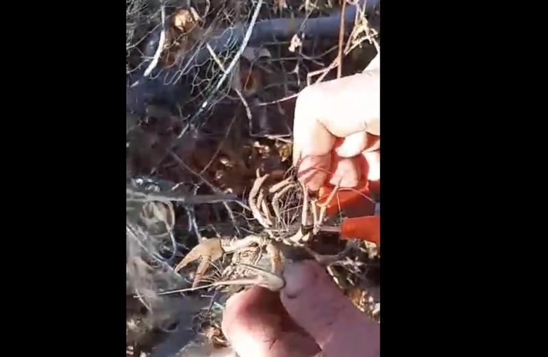 ��������� ����������� �������� ���������� �������: �� �� ������ ����������� ���-�� �������