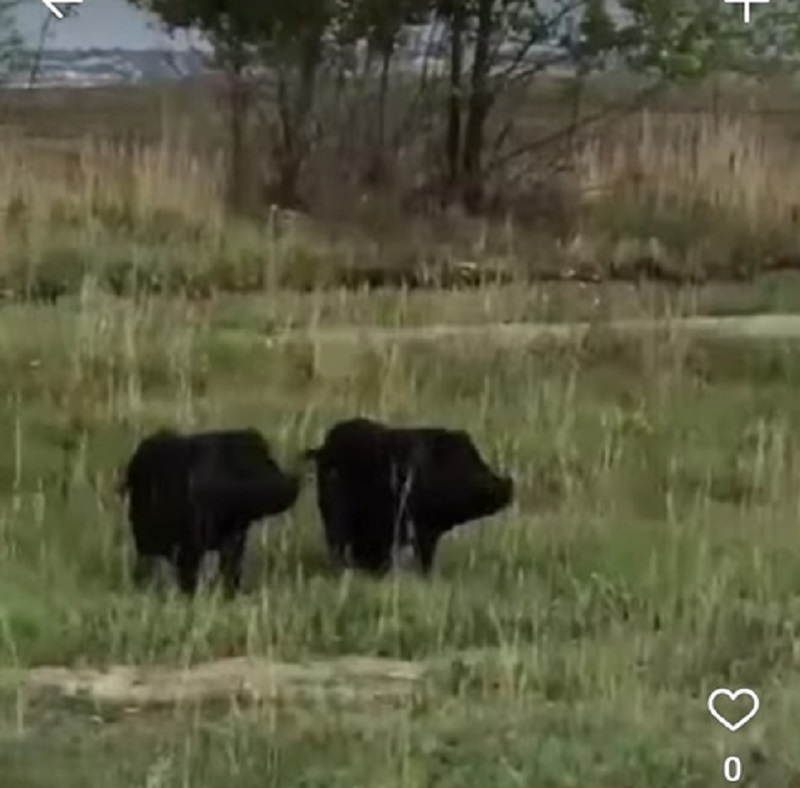 � ���������� ������ ����� ����������� ���� �������������� ������� ������� - ������� ������ �������� ����� �����. �����