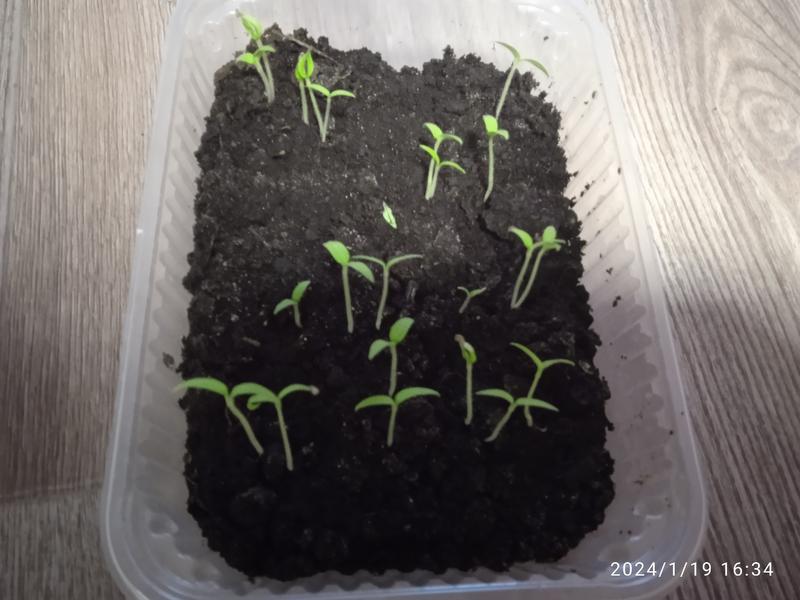 ����� ������ � �������� ���������� ������� � ������ ������ - ������ � ������� �������� ���������� �������