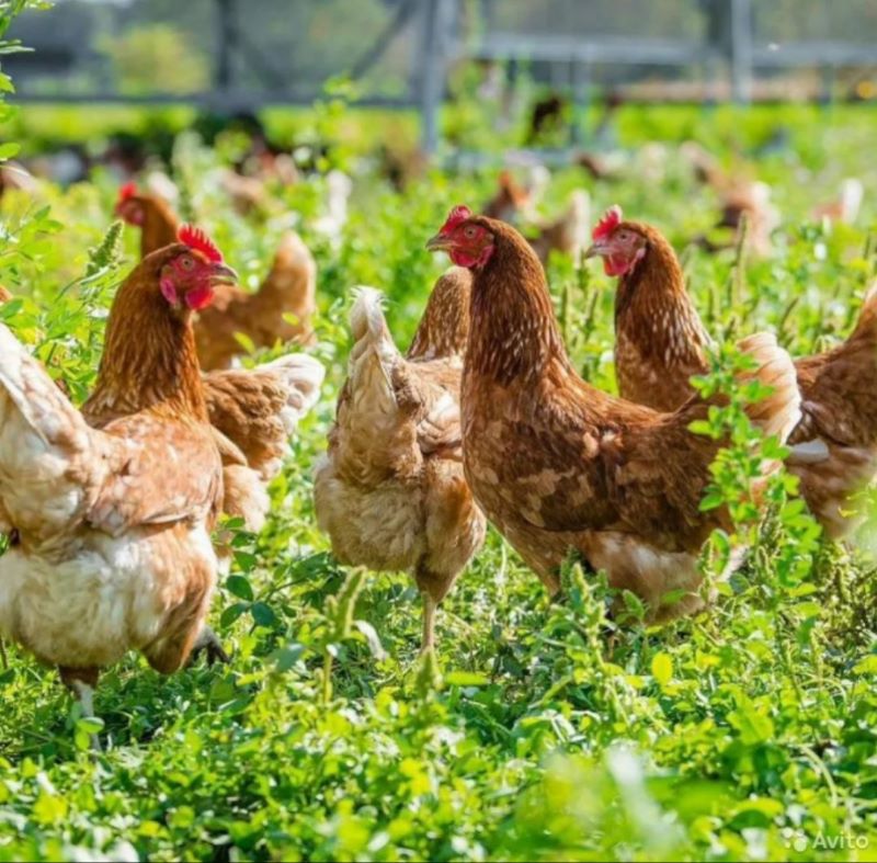 ️���������� ���������� ��������� ��������� ����� ���