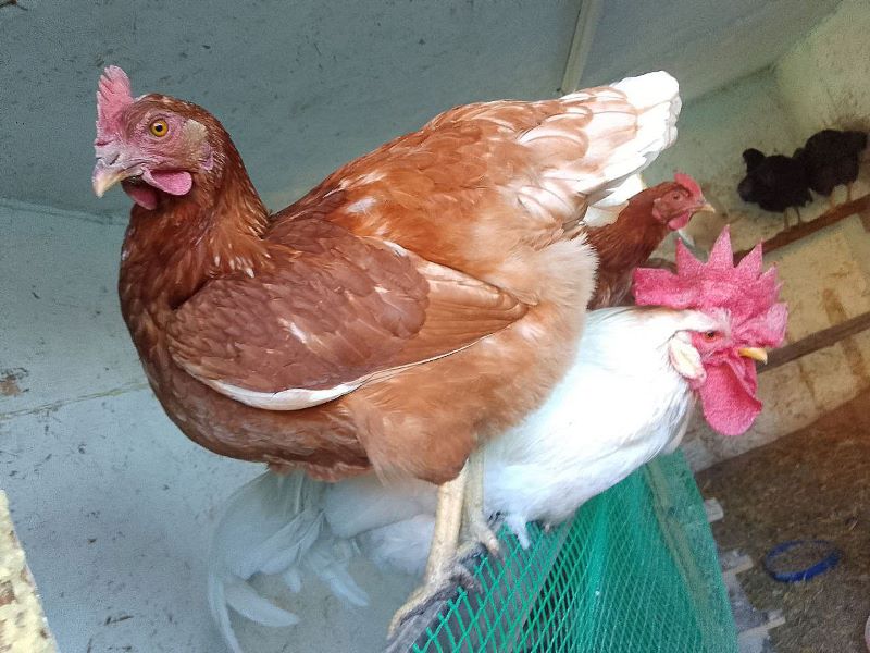 �� ��������� ���� �������: �������� ������� � ���, ��� ��� ������, ����, ���� � ����, ������ ���� ������� �� ������