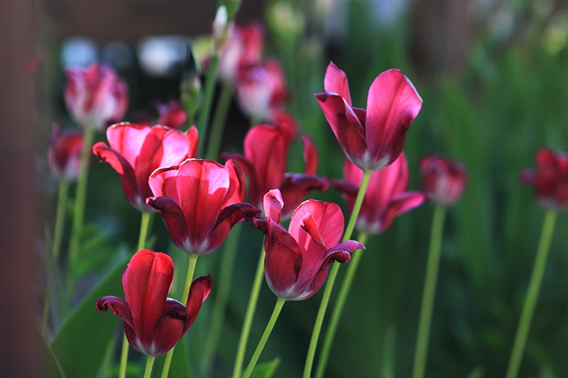 � ��������� ������� ��������� ����� - ��������� ������� ���������� �������� ������� �������