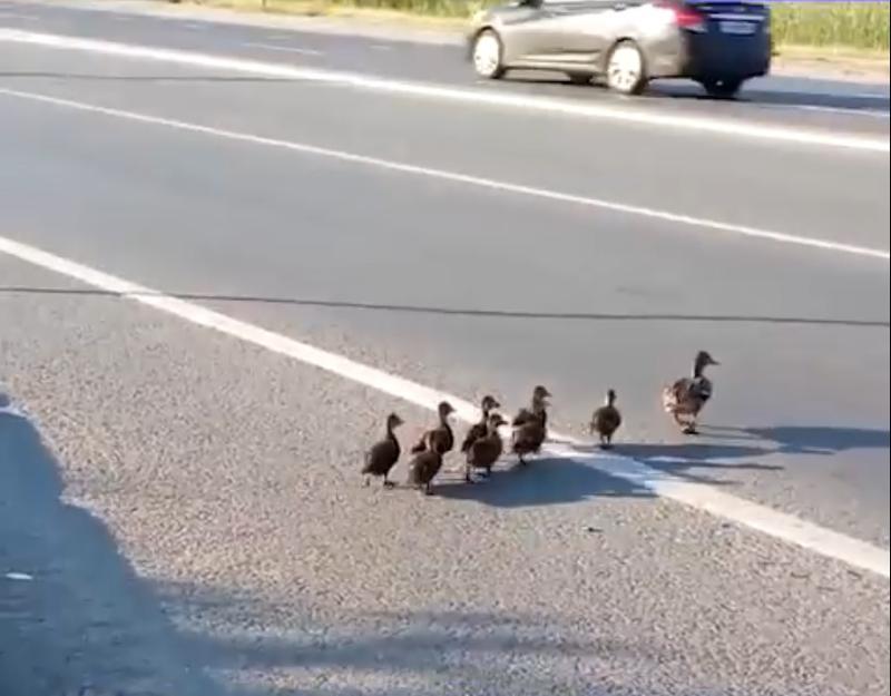 ���������� �������� ����� �������, ������� �� ������: ������������ �����