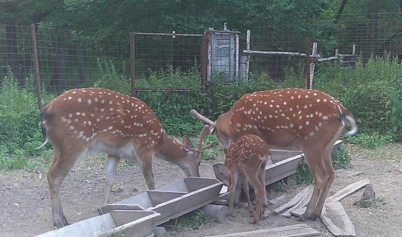 ������������� �����-������� ��������� ���������� �� �������