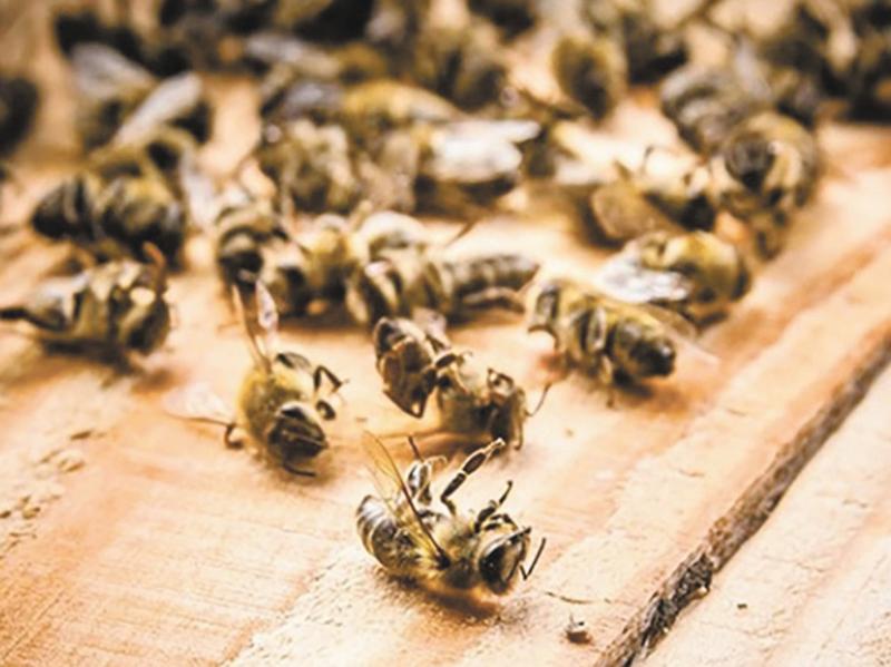 ������-��������� �������� �������� ����� �������, ��������� ���� �������