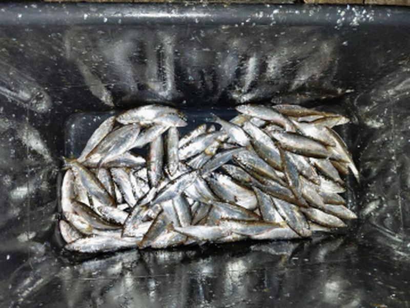 ��������� �� �������� ��������� �������� ���������� �� ������� - ������ ����� ��� ���������