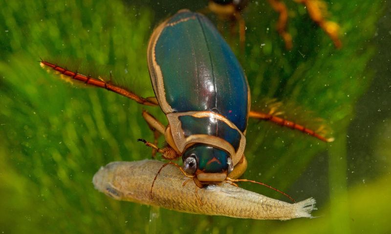 ������� � ������, � ������ ���������: ���-�������� ����� ������-���������� ������ ����� ����