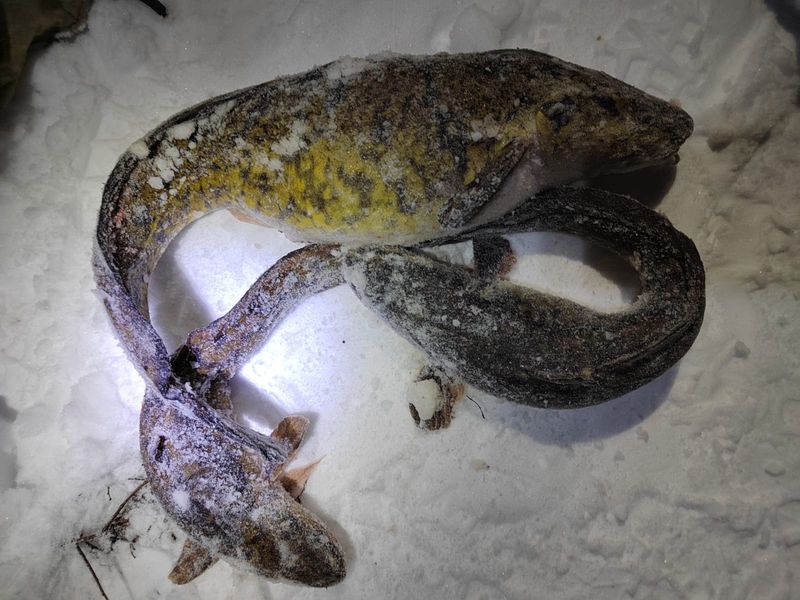 ��-�� ���� ������� � ������� ����� ����� ����� �� ��� ����