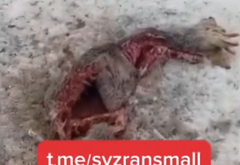 ��� �������� ���������� ��������� ������ ������. ����� 18+