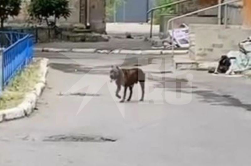 ���� �������� �������: ����������� � ��������� ���������� ������ �� ������� � �������