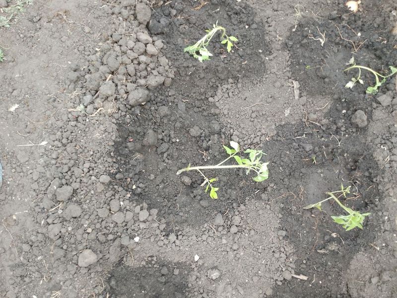 ������ ����������: � ��������� ������� �������� ��������� ������� ���������