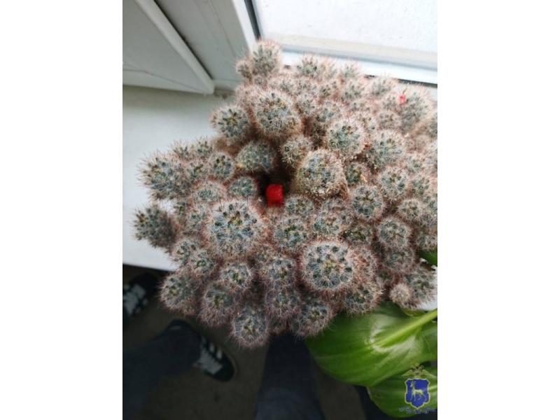 � ������� ��������� ����� ���������� �� ���������