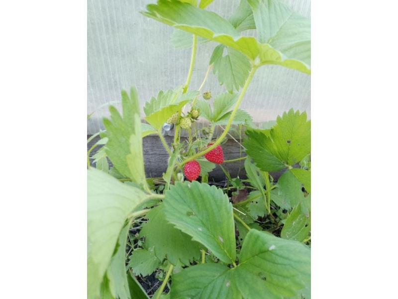 � ������� ���� ��������� �������� ����