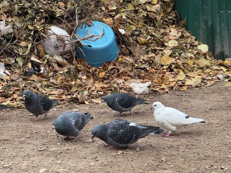 �������� ����� ��������� �� 250 ����� �� ��������� �����