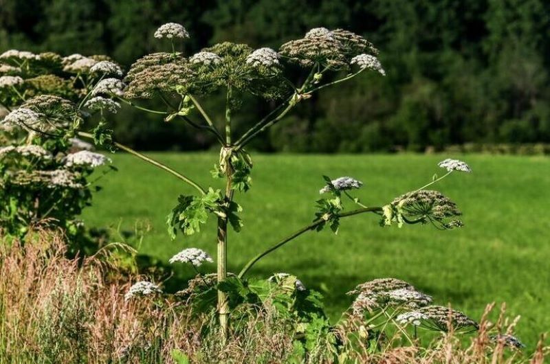 ��������� ����������: � ���������� ����� ��������� ������������ ���� � �������� �����������