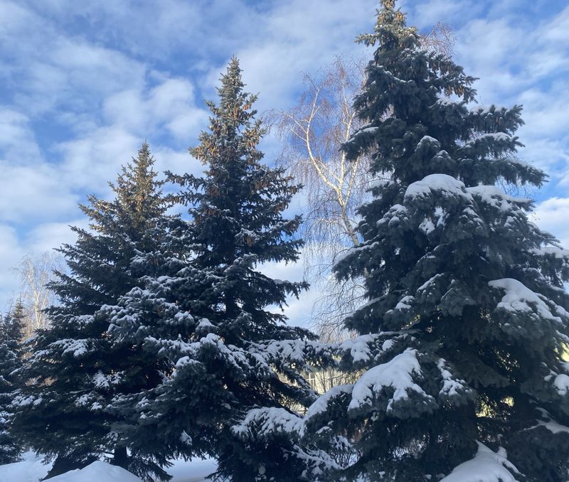 ��������� ������� ����� ����������