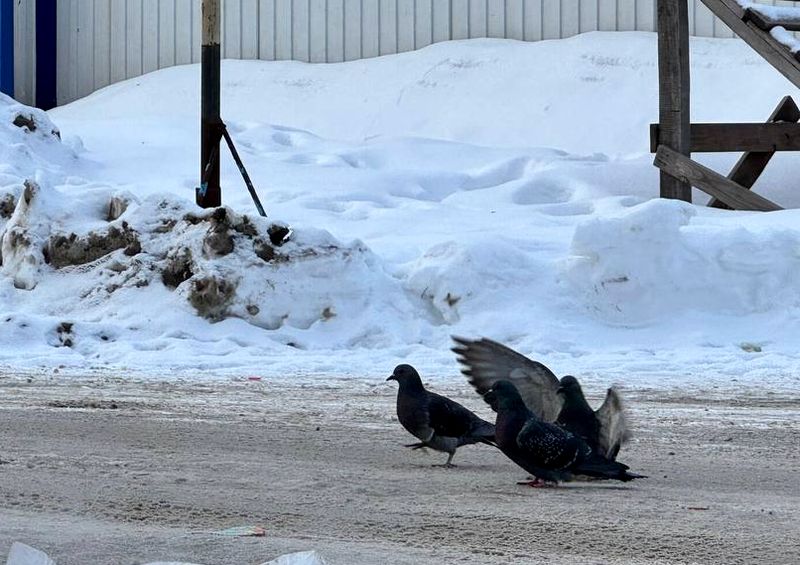 ���� �������� ������� ������ � ��������� ������� �� ����� ����