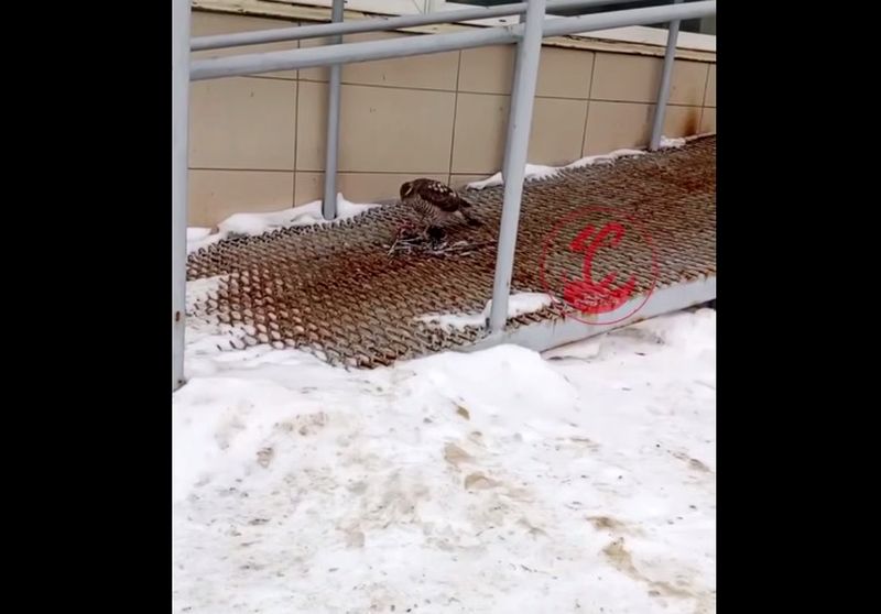 � ��������� ������� ������ ����� ������ ��������� � �����������