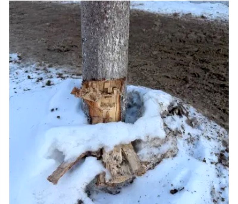 � ������ ������� ����������� ���������� ������� � ����� ������