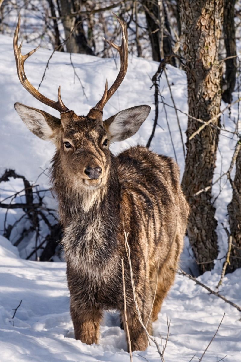 ��������� ��� �� �����������: � ���������� ��������� ������� ���������� ��������� ����������