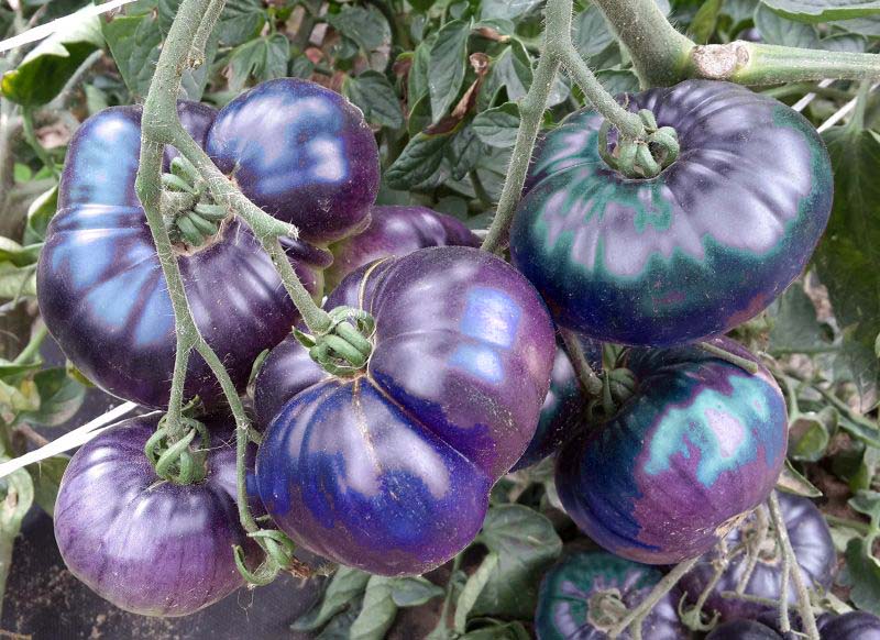 �������� ������� �� �������� ������ ��������, ������ �������� � �������� ��������, ������� �� ���������� � �������