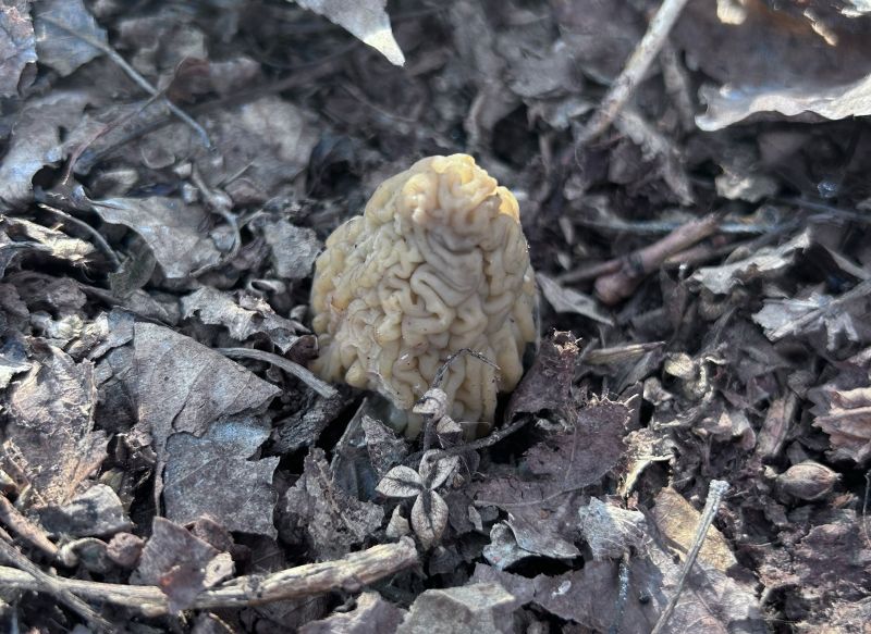 � ��������� ������� ���������� ������ �����